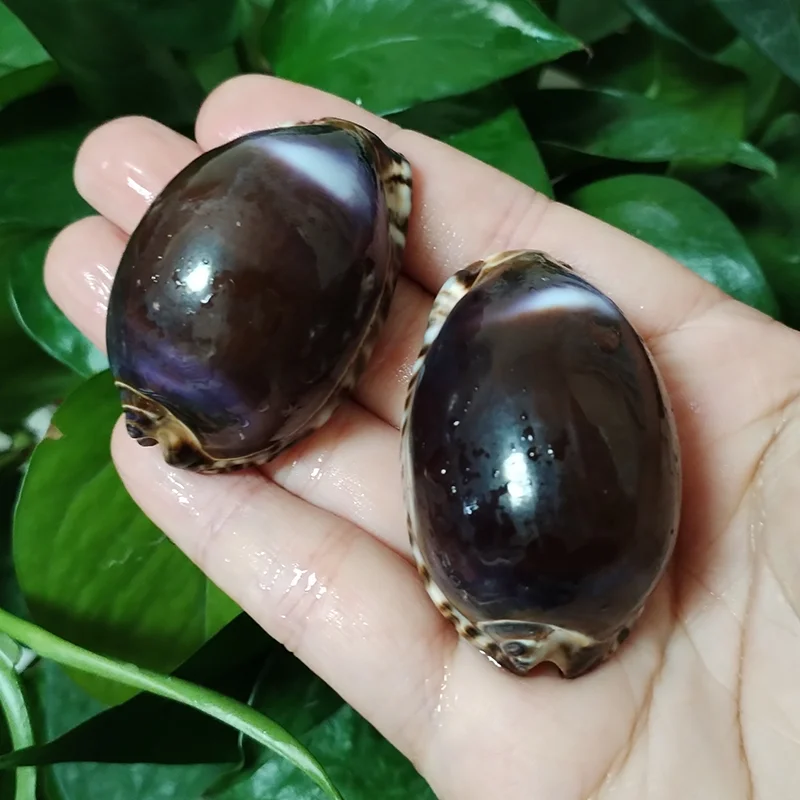 Buy Kf s ce c ac a b ecb b a er in America.