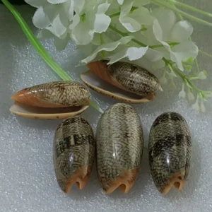 Buy Kf s e f dcf f fe f c aadeaa w in America.