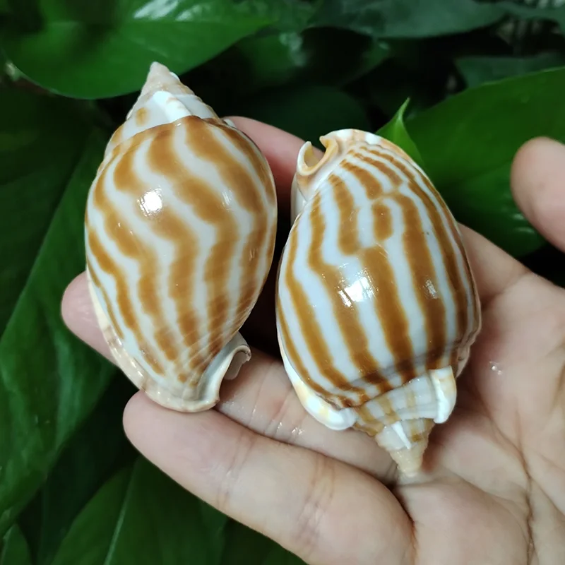 Buy Kf s f e a a b c av in America.