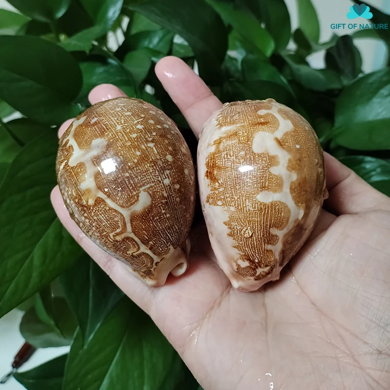 Buy Kf s cbf c b ff b b b f a a in America.