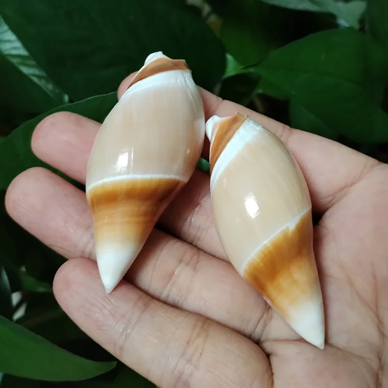 Buy Kf sbc d a ee cf cd f bff in America.