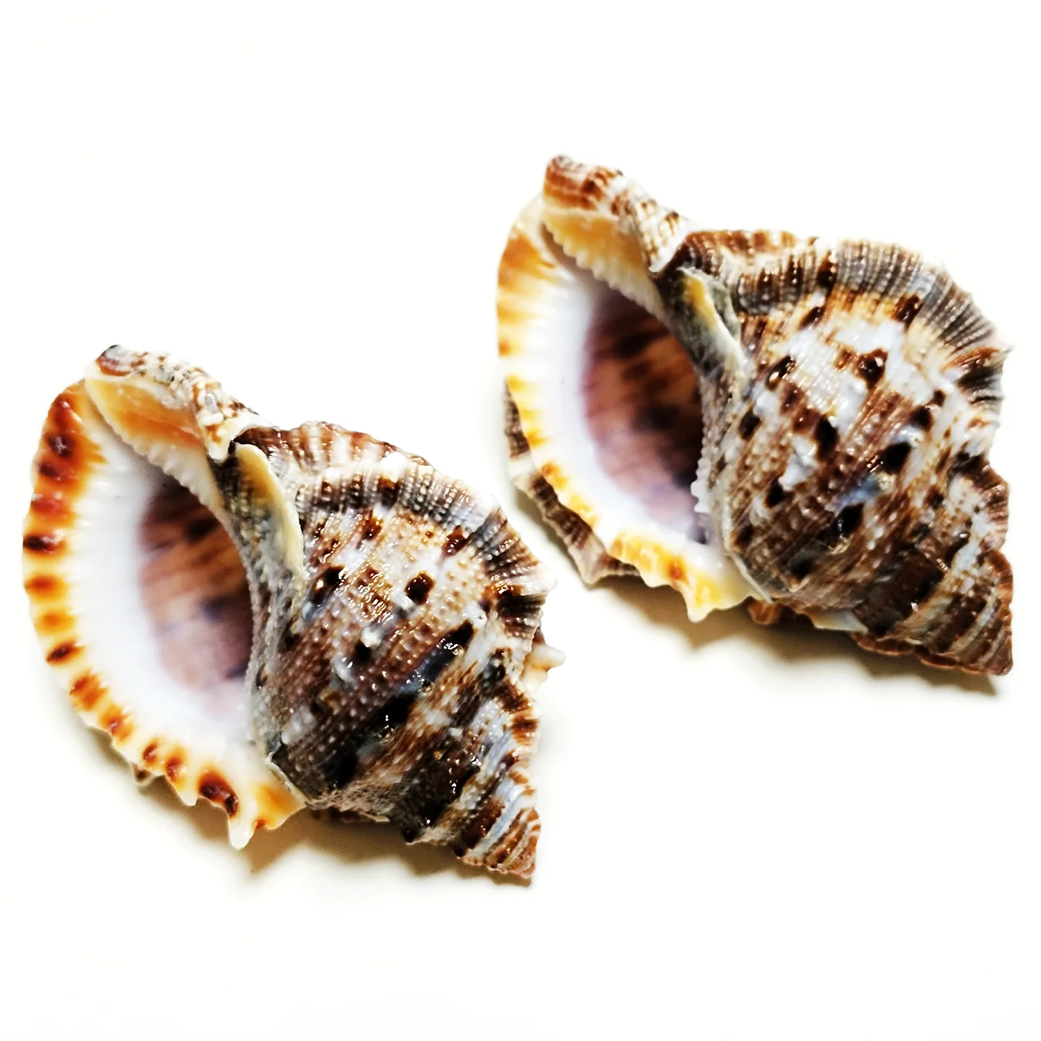 Buy Kf sc f e a dd b a b e c in America.